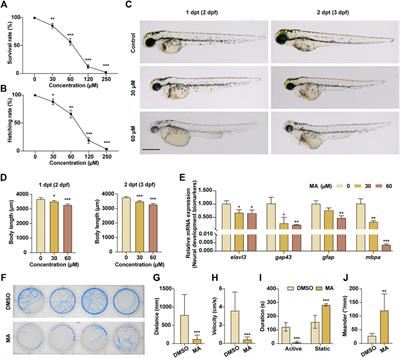 Involvement of autophagy in mesaconitine-induced neurotoxicity in HT22 cells revealed through integrated transcriptomic, proteomic, and m6A epitranscriptomic profiling